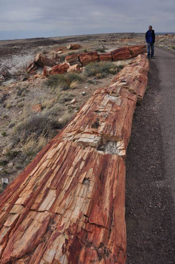 Enorme árvore petrificada no Petrified Forest National Park, no Arizona - Estados Unidos